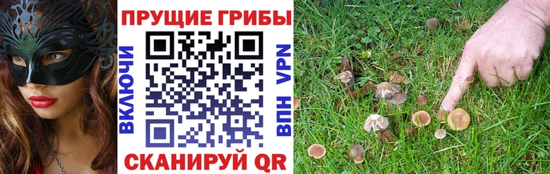 блэк спрут маркетплейс Плавск Псилоцибиновые грибы Cubensis